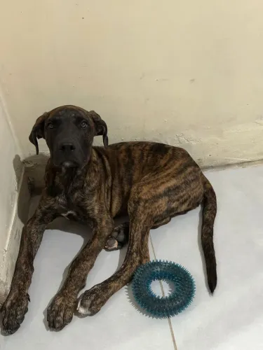 Cachorro filhote porte grande para doação