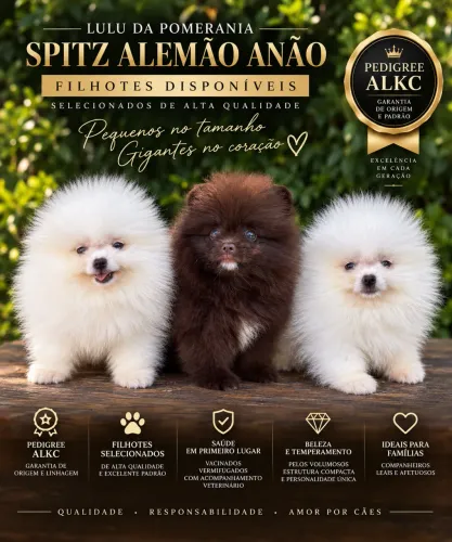 Filhote Spitz Alemao anão ( Lulu da pomerania )