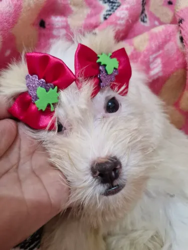 Fiotinha fêmea malteis