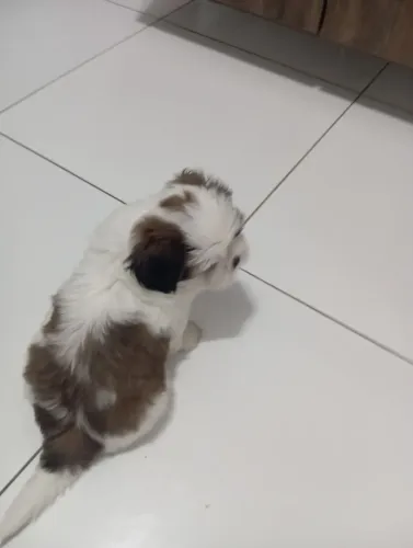 Vendo