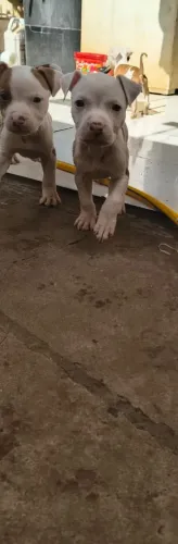 Vende-se filhote de Pitbull 