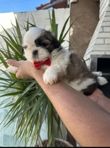 Vendo lindo Filhote de Shih-tzu Macho