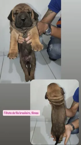 Filhote de fila brasileiro