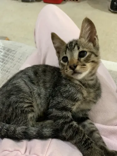 Gato filhote macho para adoção 