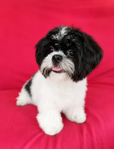 ? SHIH TZU FÊMEA LINDA! MUITO CARINHOSA E PRONTA PARA UM NOVO LAR ? ?<br><br>Lar?