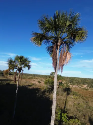 Fazenda 3.600 hectares valor 5.400.000