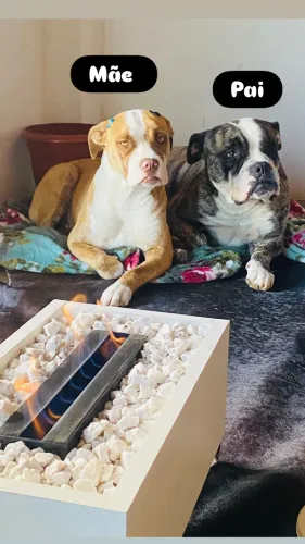 Filhote de buldogue campeiro