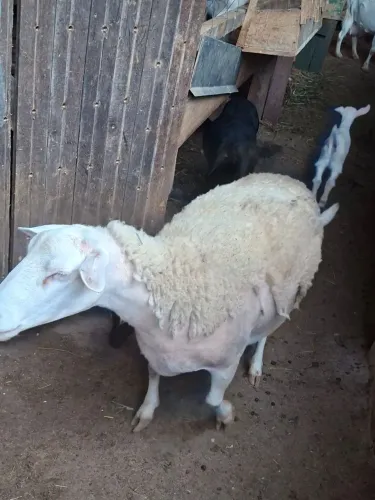 Ovelhas