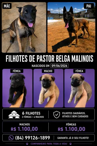 Malinois