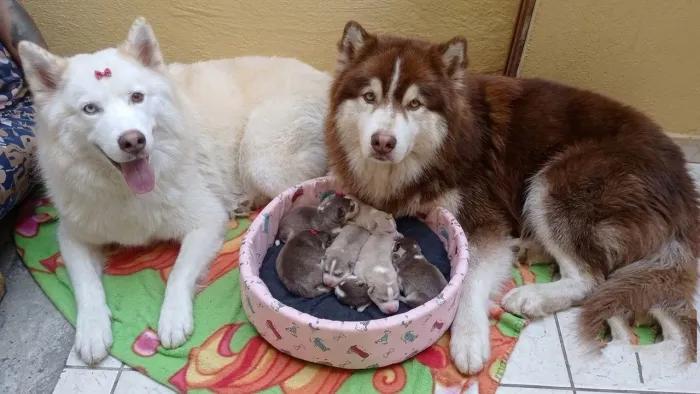 LINDOS FILHOTES DE HUSKY SIBERIANO DISPONÍVEIS!