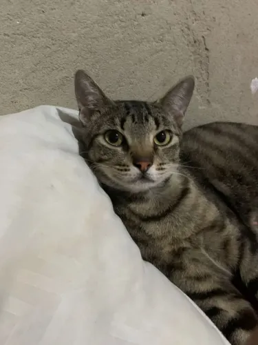 Estou doando essa gata adulta!