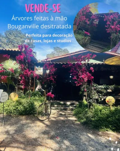 Árvores de bouganville para decoração