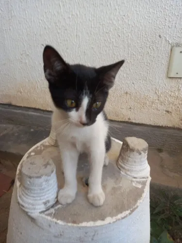 GATINHO PARA ADOÇÃO