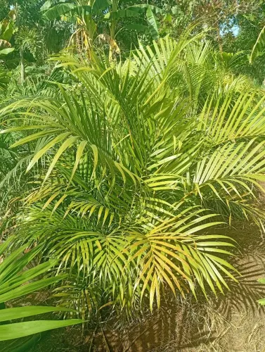 Areca bambu 1,30 ?