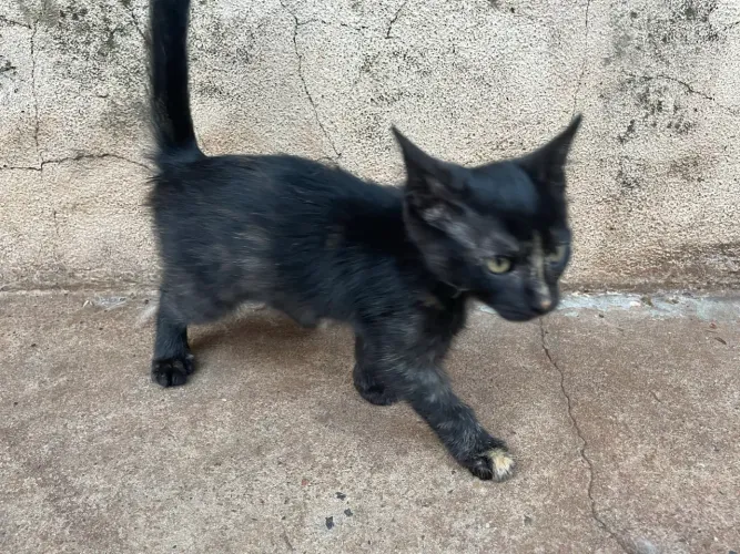 Doação urgente de gatos filhotes com 2 meses