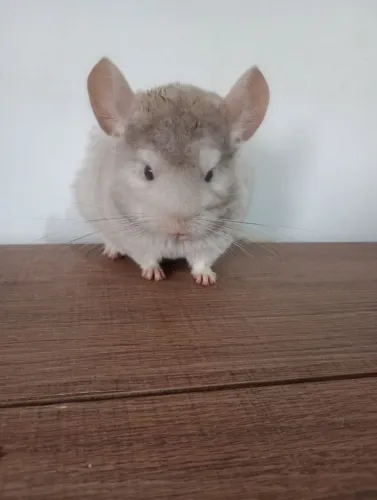 Chinchila filhote macho