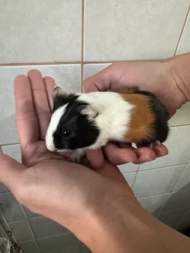 Porquinho da índia filhote