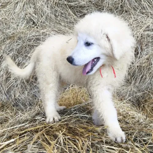 PASTOR ABRUZES MAREMANO FOFO Pedigree CBKC
