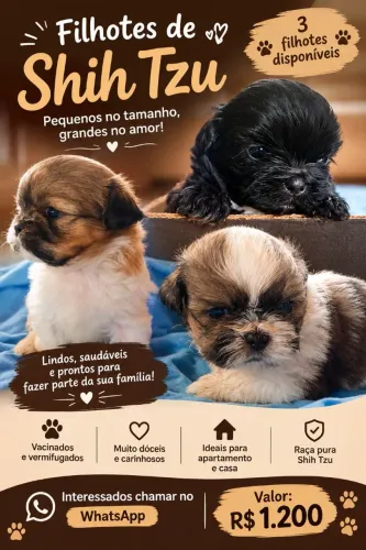 Filhite femea shih tzu