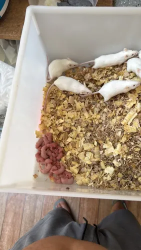 Camundongos 