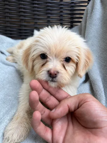 Filhote macho de shihtzu com lhasa apson