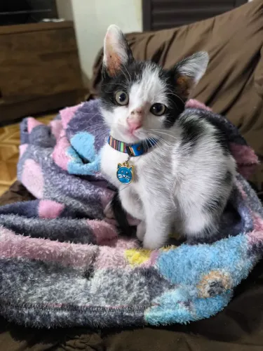 Lindo gatinho macho 