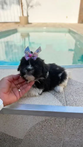 Lhasa Apso maravilhosa