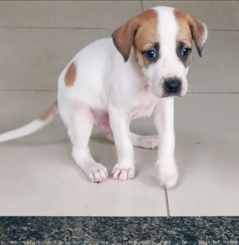 FILHOS SEM Raça Doação DOIS Machos 