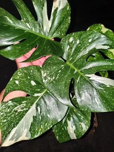 Planta de ambiente interno rara - costela de Adão variegata