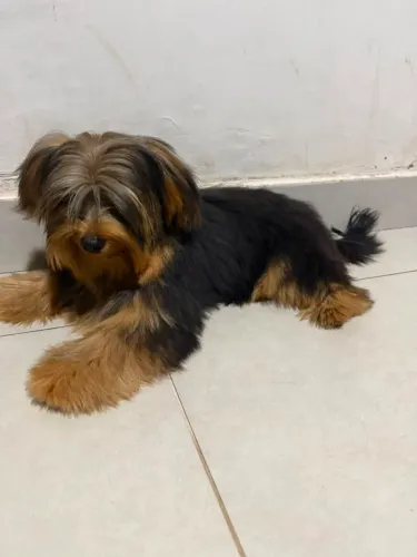 Filhote de Yorkshire Terrier macho (6 meses)