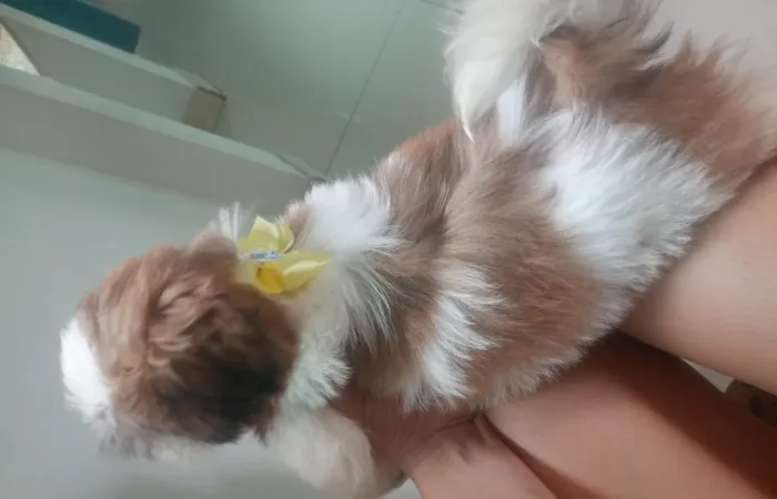 Shitzuh fêmea 1 mês e 20 dias