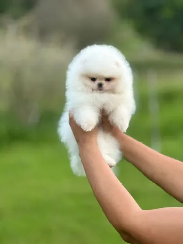 LULU DA POMERANIA ANÃO(SPITZ ALEMÃO)!!!