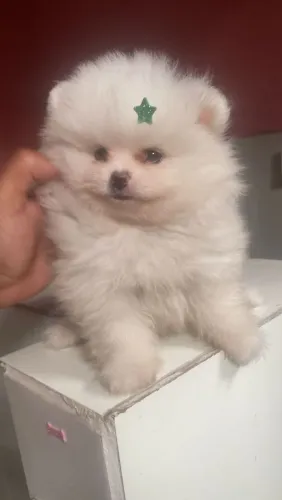 Lulu da Pomerânia