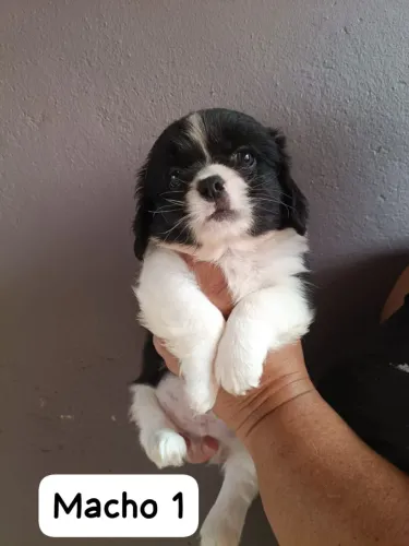 Lindos Filhotes de Spaniel Tibetano - Pequinês 