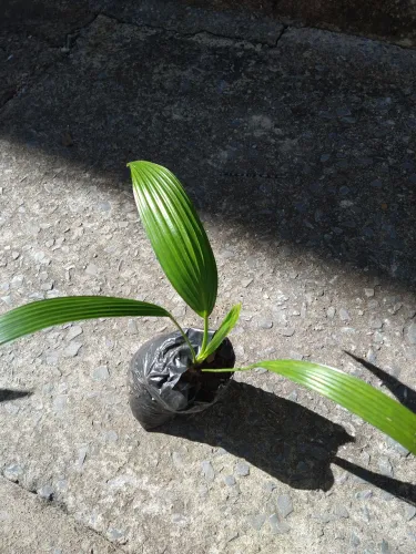 VENDO MUDAS DE PAlMEIRA
