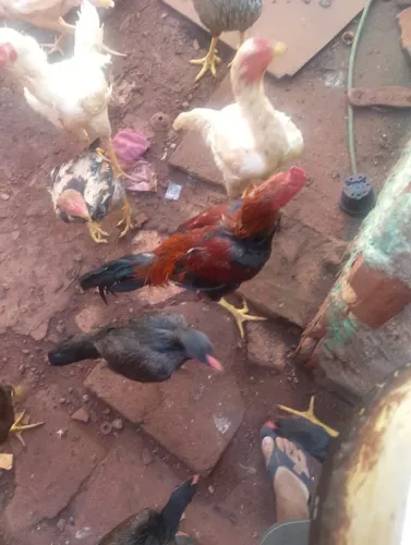 Galos e galinhas