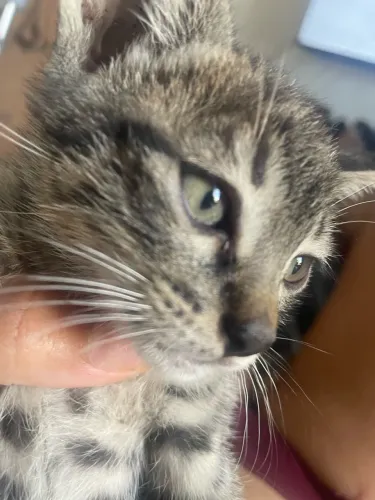 Doação de gatinhos