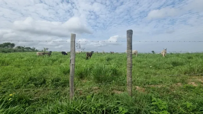 Oportunidade Fazenda pronta, Santa Rita - MA
