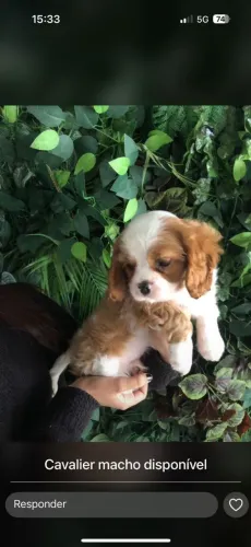 Cavalier fofinhos
