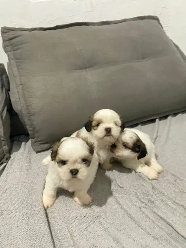 Filhotes shitzu 