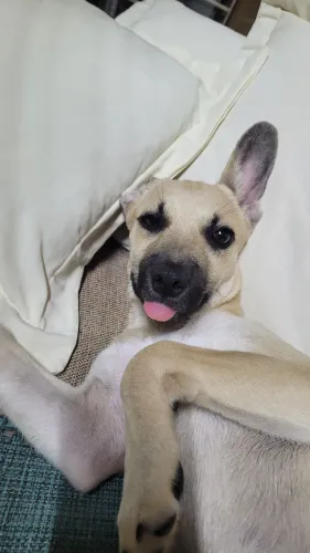 Fêmea para Adoção responsável 