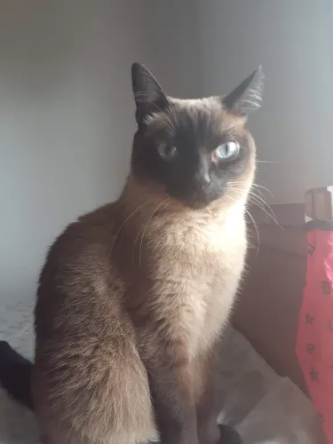 Cat Sitter