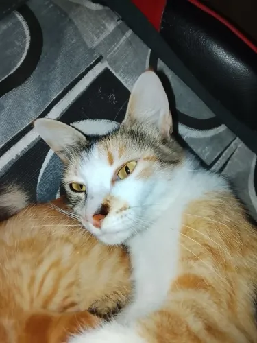 Doa-se gata