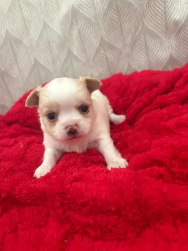 Chihuahua pelo longo macho