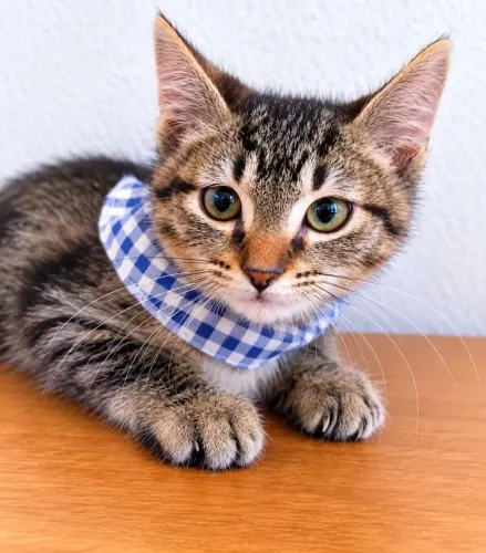 Doação de lindos gatinhos