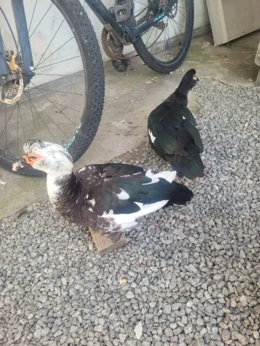 Patos 