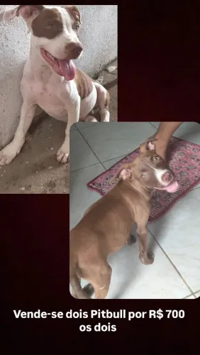 Vende-se dois Pitbull