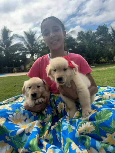 Golden retriever 