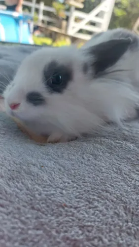 Coelha Branca e cinza Mini Lion Head Disponível 