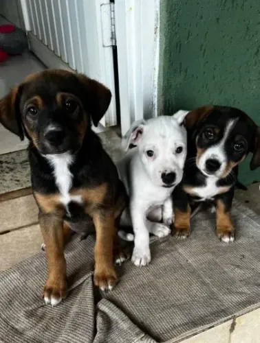 DOAÇÃO DE CACHORRO 